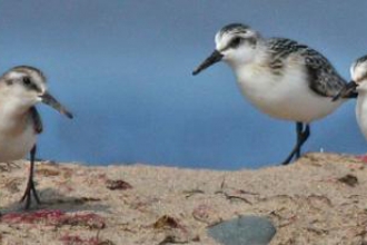 Sanderling