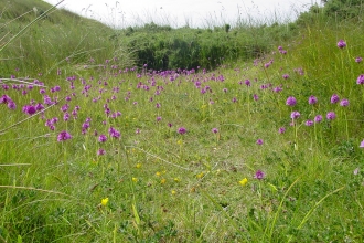 Pyramidal orchids at Cronk y Bing