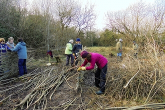 Volunteers making wattle