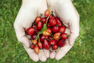 Berries