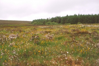 Dalby Mountain bog