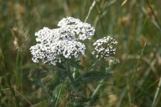 Dobbies Yarrow