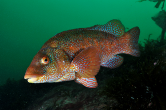 ballan wrasse