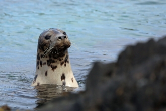 Seal at the Calf