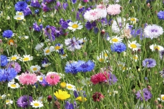 Wild garden flowers