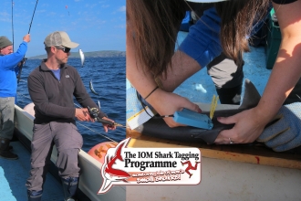 IoM Shark Tagging Programme