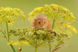 Field mouse