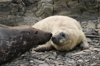 Seal pup and mum