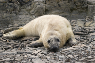 Seal pup