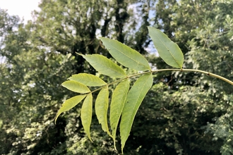 Ash tree leaf