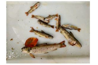 dead fish 