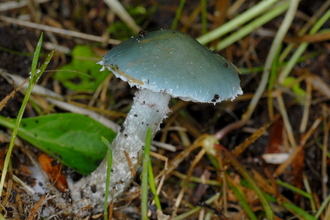 Blue roundhead mushroom
