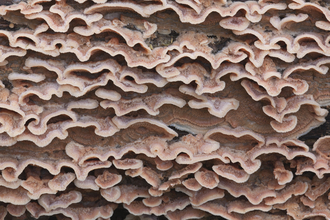 Oak Fungus