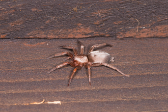 Mouse Spider