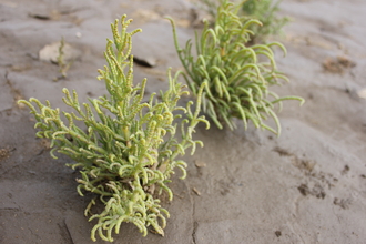 common glasswort