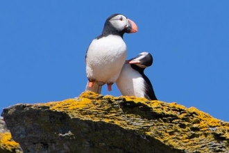 Calf real puffin