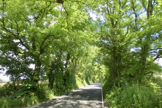 Elm tree tunnel 1