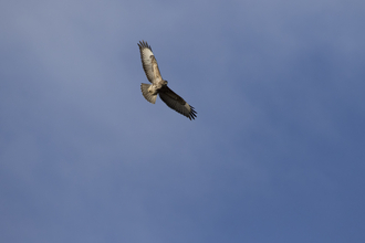 Common buzzard in flight