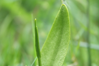 Adder's Tongue Fern