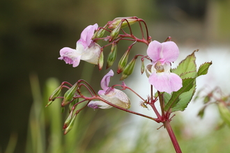 Himalayan Balsam