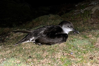 manx shearwater