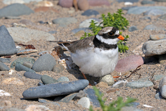 Ringed Plover