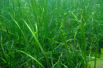 Seagrass