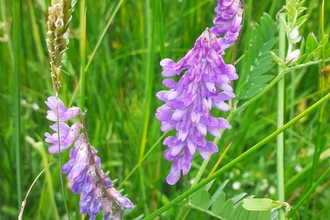 Ballamooar meadow