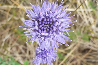 Miss Guyler's Meadow