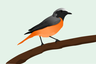 Redstart