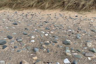 Oystercatcher eggs