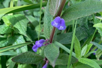 Skullcap