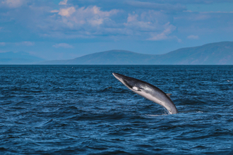 Minke whale breaching