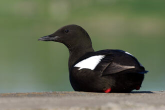 guillemot