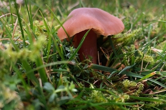 Butterscotch waxcap