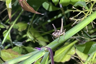 Dark bush cricket on a blade of grass