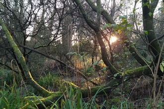 Onchan Wetlands