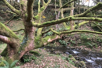 Sycamore at Glion Darragh