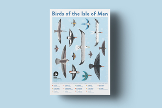 Image shows a Birds of the Isle of Man poster by artist Ali Hodgson. 