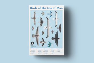 Image shows a Birds of the Isle of Man poster by artist Ali Hodgson.