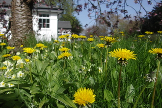 Forestry office Lawn 