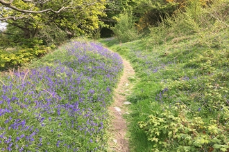 A path with Bluebells at Hairpin Woodland Park
