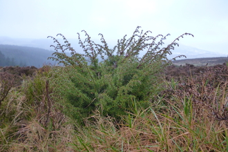 Young Juniper Tree 