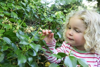Image is of a young child looking closely at the leaves on a bush. 