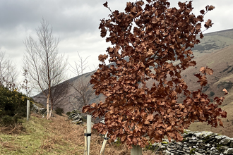 Oak tree planted in Glen Aldyn