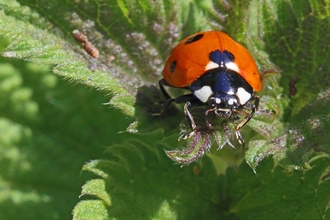 Image of a ladybird on a leaf. 