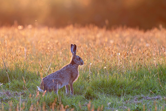 A hare standing in a field at sunset/sunrise.