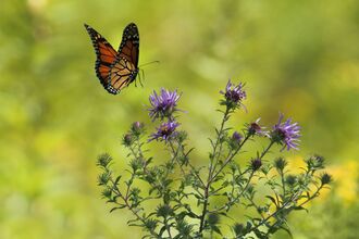 An image of a butterfly landing on a flower. 