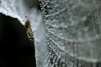 Image of a spider on on a web. 