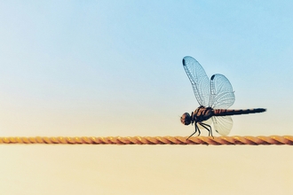 A dragonfly resting on a rope. 